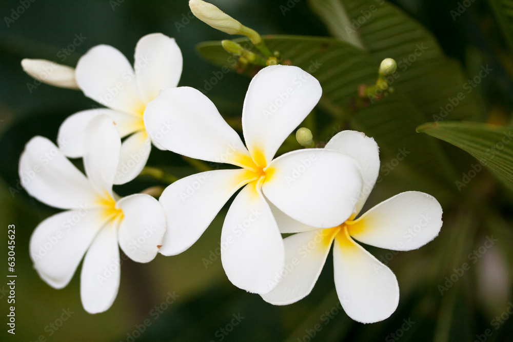 Naklejka premium flower of Frangipani or Plumeria or Templetree