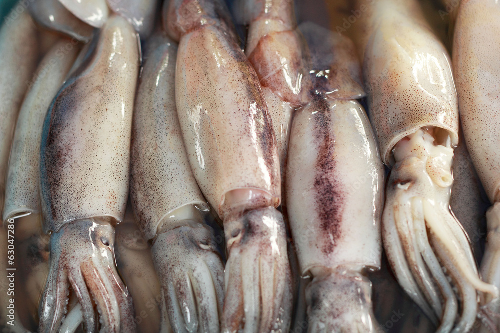 Obraz premium Fresh squid in the market