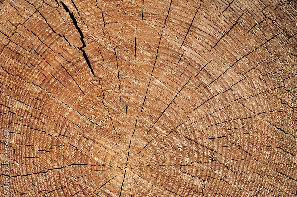 Fototapeta premium Drewniane cięcie