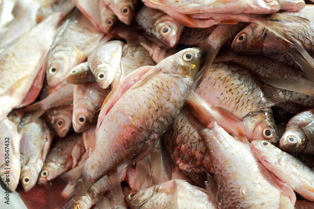 Fresh fish in the market.