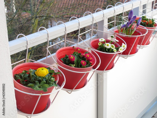 Frühblüher auf dem Balkon photo