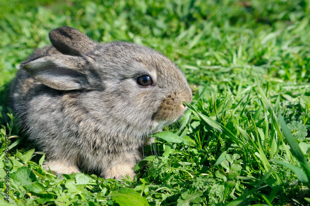 Fototapeta premium little rabbit on green grass background
