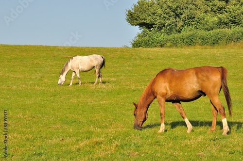 Two horses