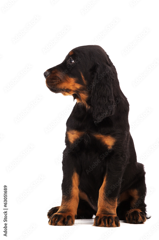 Young gordon setter puppy on white background Young gordon setter puppy on white background