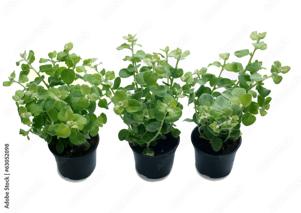 Helichrysum petiolare in a pot on a white background Helichrysum petiolare in a pot on a white background
