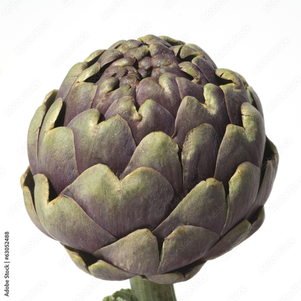 Fototapeta premium Artischocke; Cynara, scolymus;