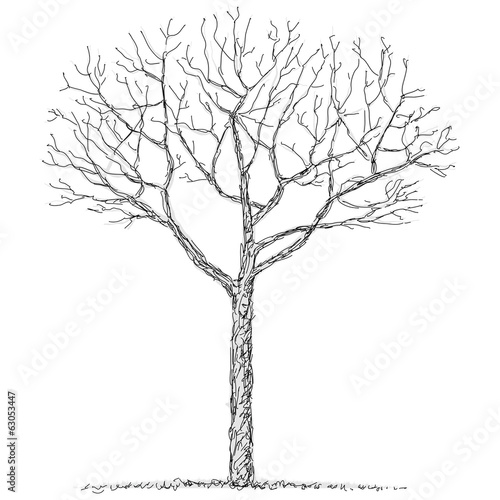 albero spoglio