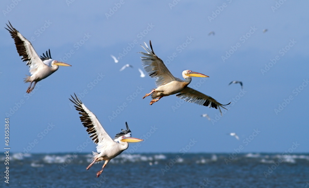 great pelicans taking off from sea surface