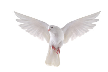flying dove
