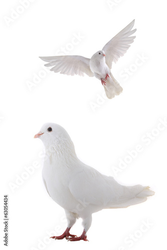 white  dove © fotomaster