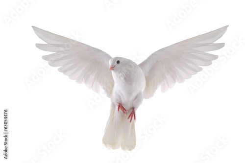 flying dove Fototapet