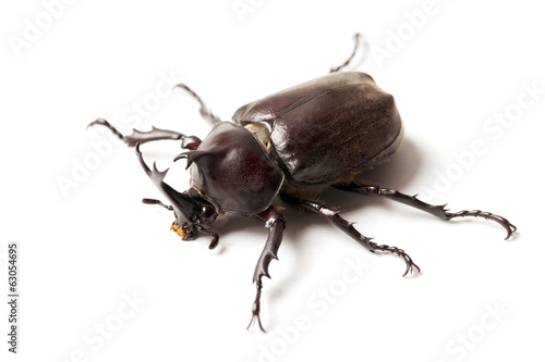 Japanese rhinoceros beetle / カブトムシ