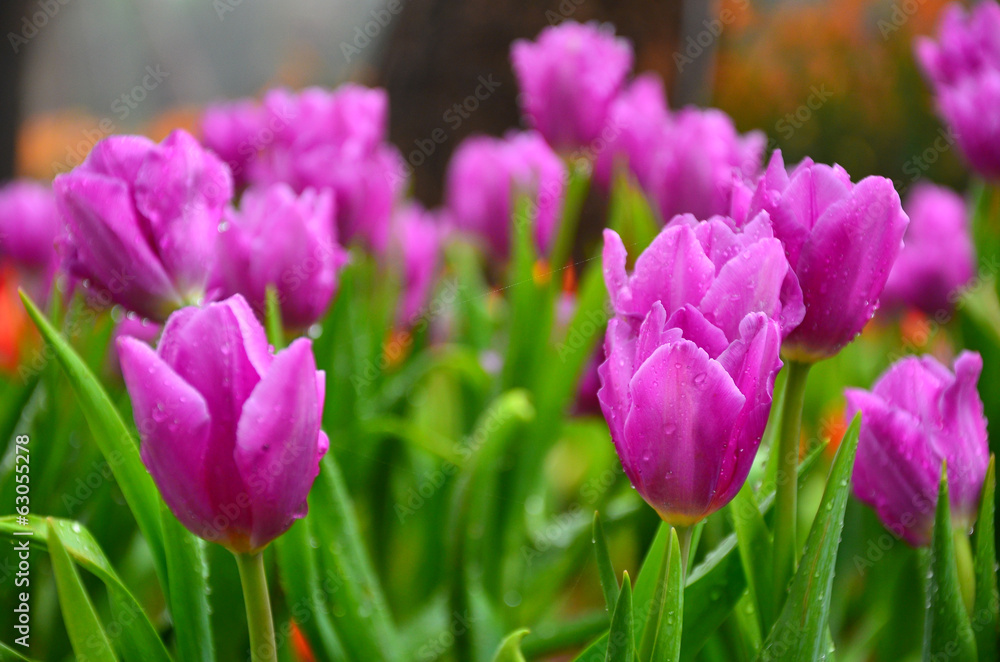 Fototapeta premium Purple Tulips in Garden