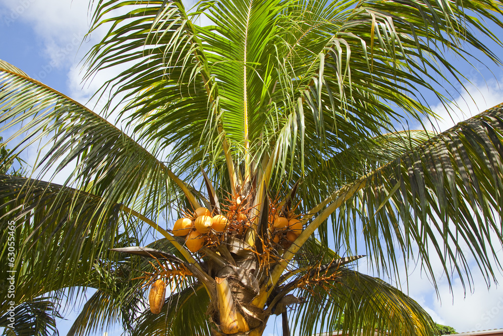 Obraz premium Coconuts on a palm tree