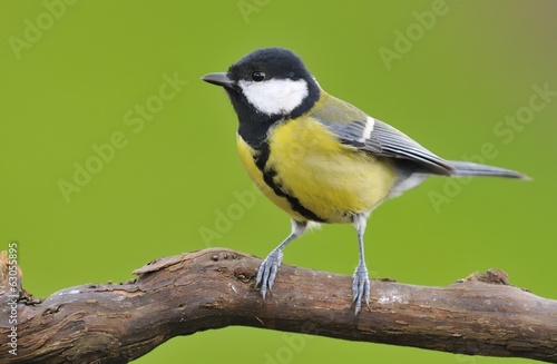 Great tit.