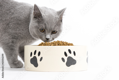 Katze beim Fressen / Trockenfutter für Katzen