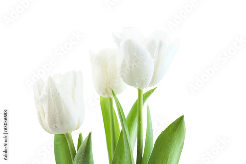 Fototapeta Naklejka Na Ścianę i Meble -  Beautiful tulips isolated on white