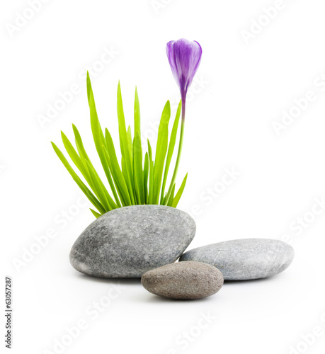 Stones with grass and flower isolated on white background.