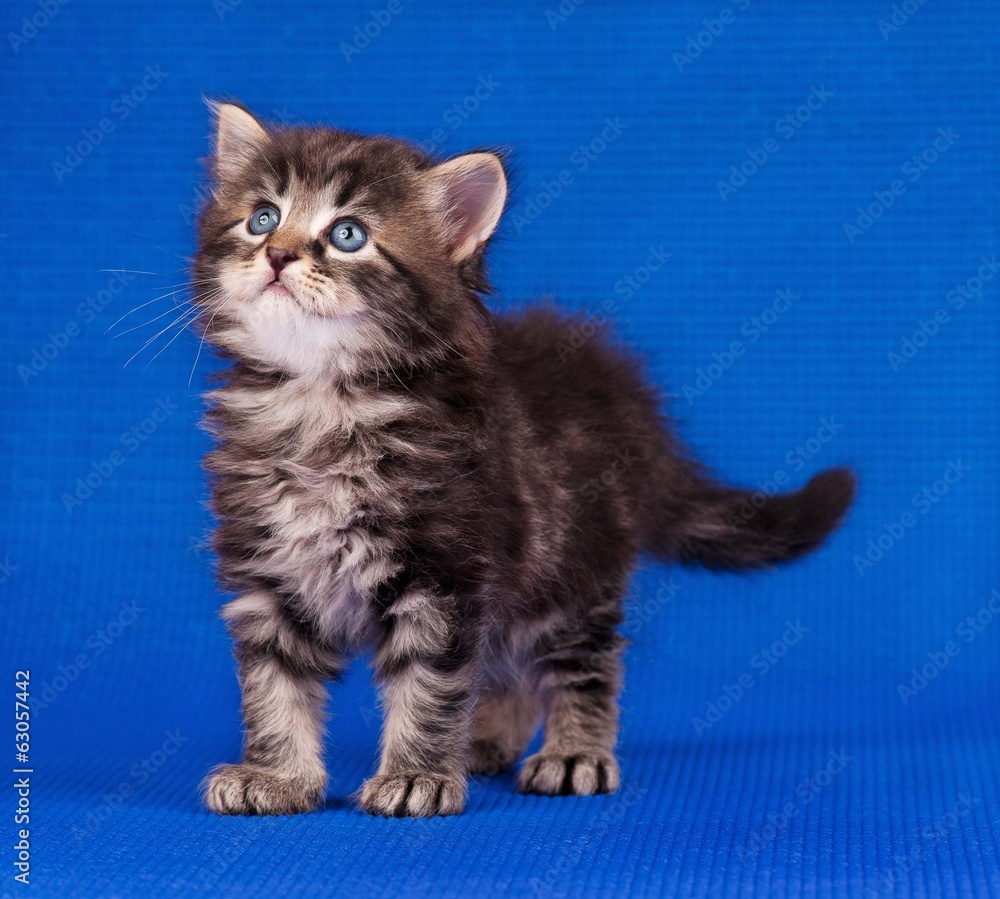 Obraz premium Cautious kitten