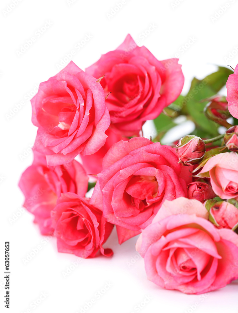 Beautiful small pink roses, isolated on white