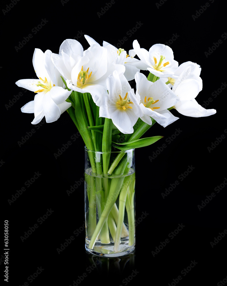 Beautiful bouquet of white tulips isolated on black