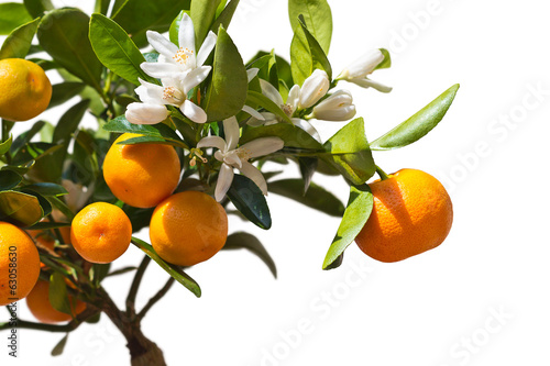 Tangerines on the tree.