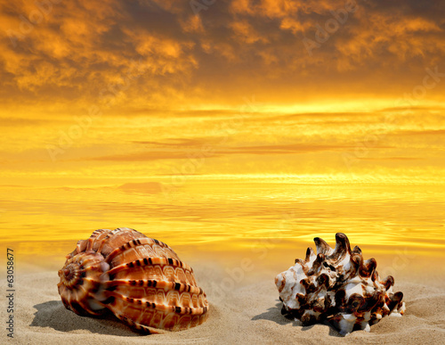 Conch shell on beach in the sunset