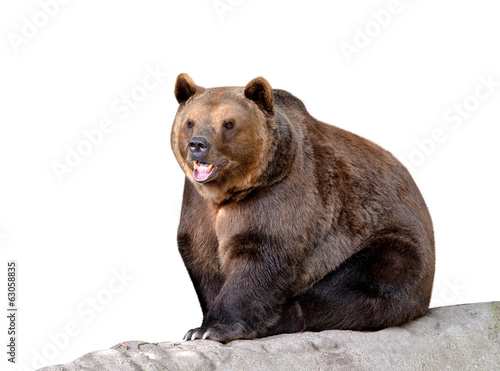Tableau sur toile Brown bear isolated on white