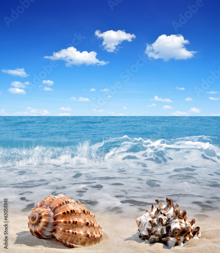 Conch shells on beach