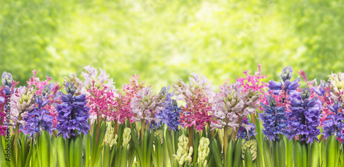 hyacinths flowers   background of garden border banner