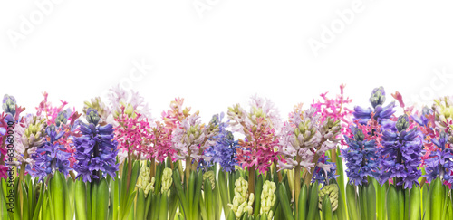 hyacinths flowers blooming in spring,banner,border, isolated #63060000