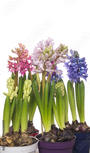 colorful hyacinths flowers in pots  isolated