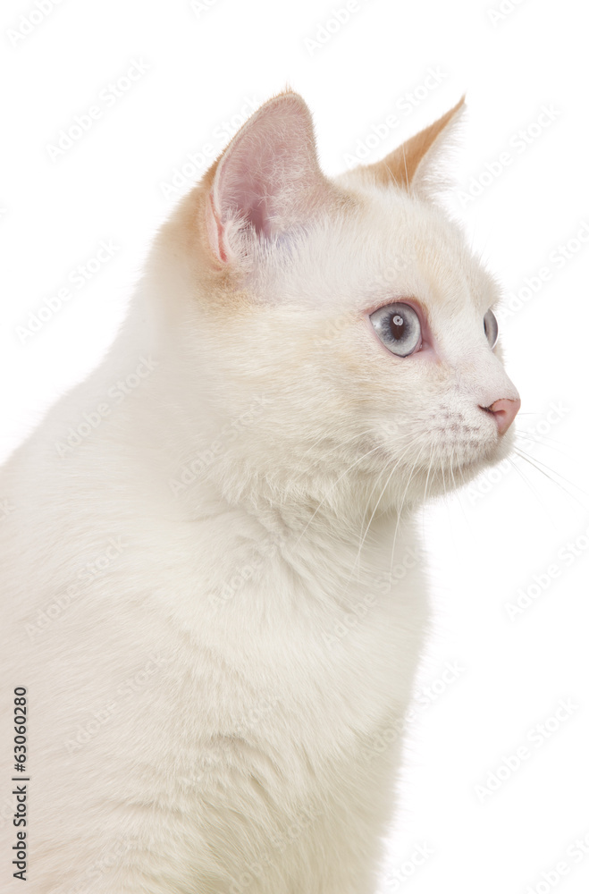 Obraz premium white cat face