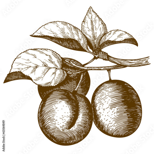 engraving plum on the branch on white background