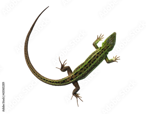 Green lizard with bowed tail