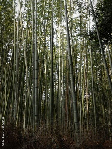 The bamboo forest