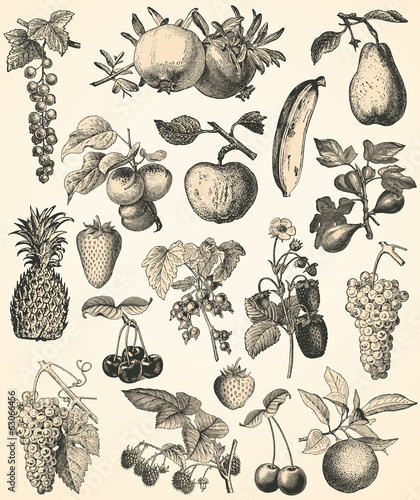 Vintage fruits