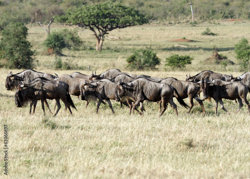 A herd of wild wildebeests in Savannah © Dr Ajay Kumar Singh