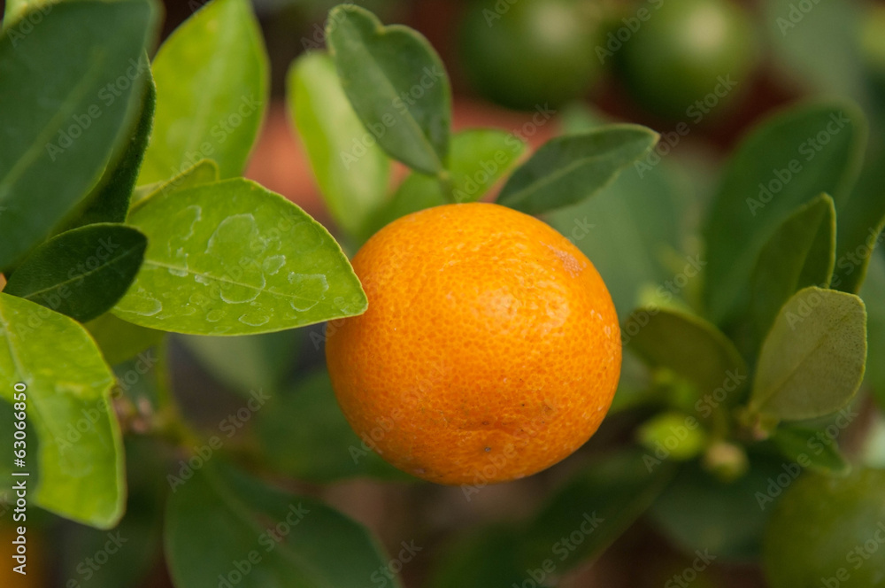 Orange tree Orange tree