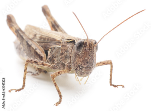 Grasshopper © Anatolii
