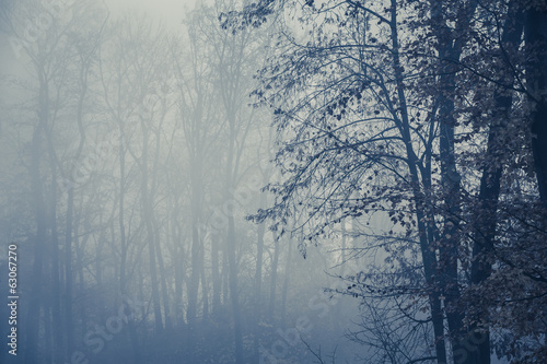 Foggy forest with trees in foreground, copy space