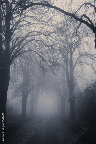 Straight foggy passage surrounded by dark trees