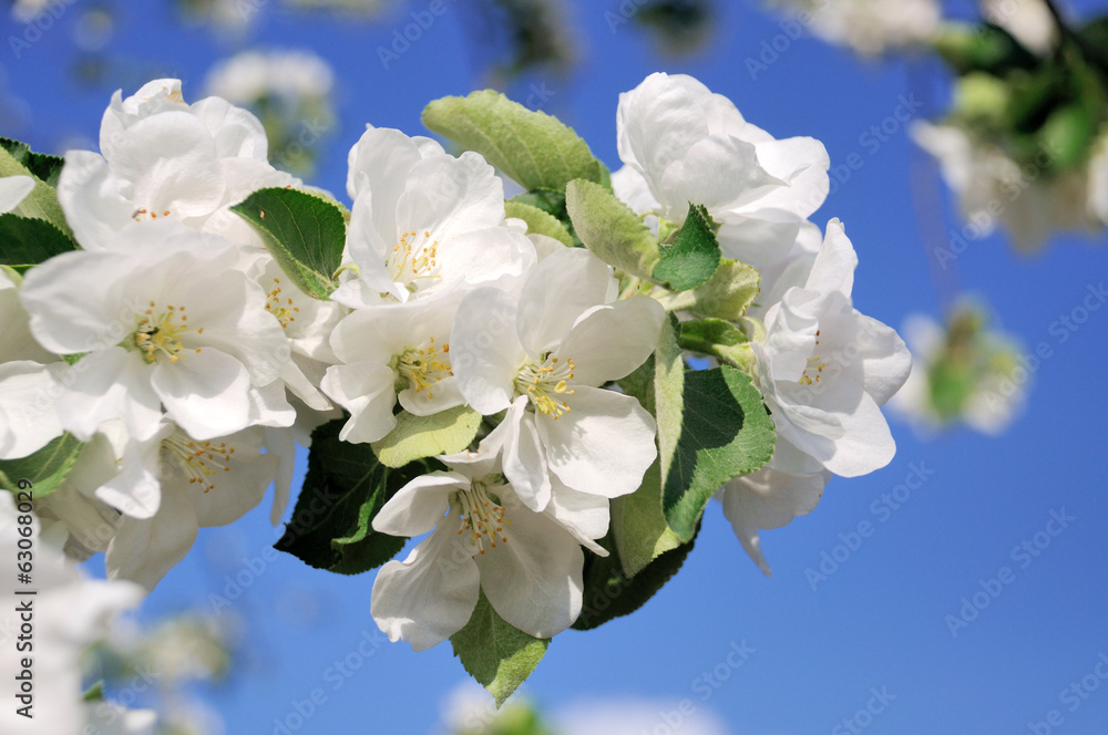 Blossoming tree branch with flowers. Blossoming tree branch with flowers.