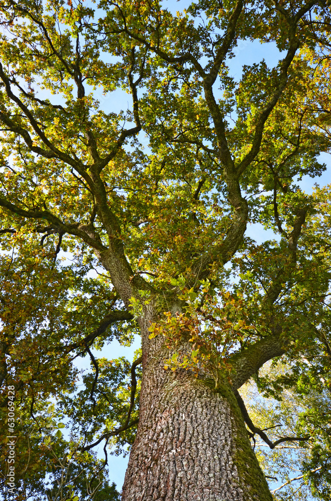 Fototapeta premium Baum