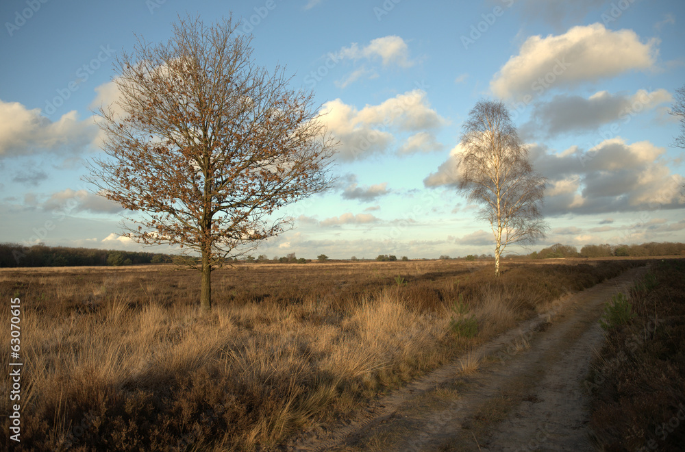 Fototapeta premium Dreamy landscape veluwe