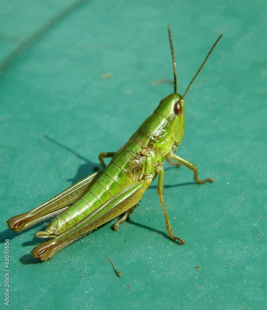 Jumper locust Jumper locust