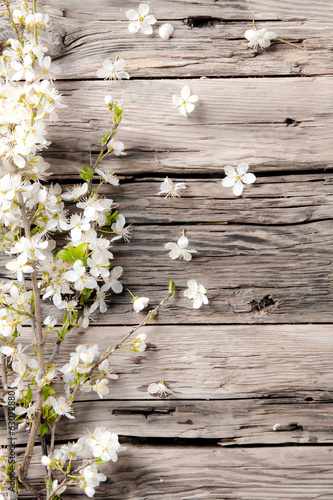 Spring white blossoms on wooden planks