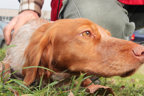 cane da tartufo