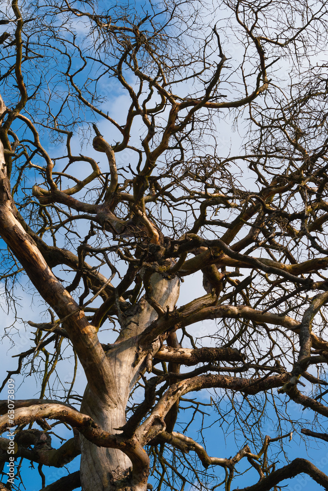 Fototapeta premium Toter Baum