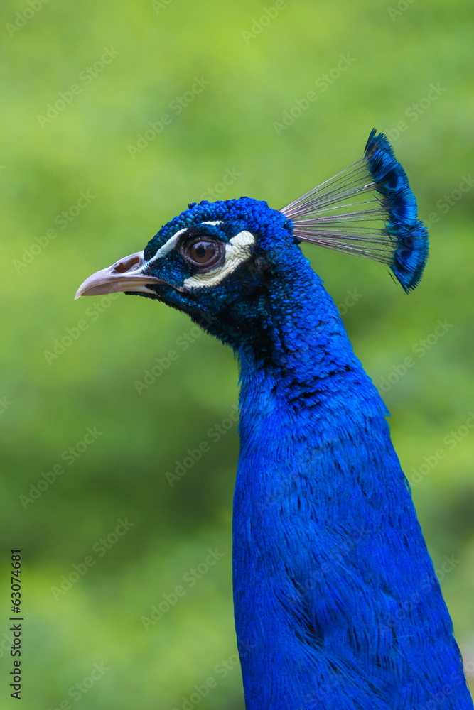 Indian Peafowl Indian Peafowl